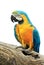 Colorful parrot isolated