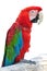 Colorful parrot isolated