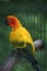 Colorful parrot, Jungle Island, Miami, Florida