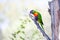 Colorful parrot lory at the zoo