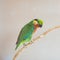 Colorful parrot lory at the zoo