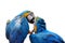 Colorful parrot love bird macaw