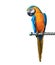 Colorful parrot macaw isolated