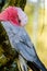 Colorful parrot macaw at local zoo. exotic birds.tropic