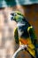 Colorful parrot macaw at local zoo. exotic birds.tropic