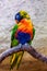 Colorful parrot macaw at local zoo. exotic birds.tropic