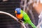 Colorful parrot macaw at local zoo. exotic birds.tropic