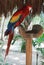 The colorful parrot macaws in Xcaret park Mexico. Tropical bird, wild macao