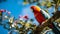 Colorful Parrot In Madagascar: A National Geographic Photo