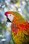 Colorful Parrot outdoors
