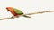 Colorful Parrot Perched On Branch: Golden Age Illustration Style