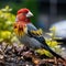 Colorful parrot perched on a mixed diet bird feeder