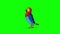 Colorful Parrot Walks. Classic Handmade Animation