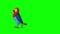 Colorful Parrot Walks and Stops. Classic Handmade Animation
