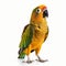 Colorful Parrot On White Background: High Resolution Stock Photo