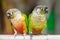 Colorful parrots