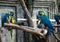 Colorful parrots cockatoos on the branches of trees.