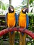 Colorful parrots\' couple