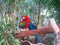 Colorful Parrots in Forest