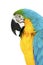 Colorful parrots head closeup shot on white