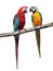 Colorful parrots saying.