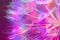 Colorful Pastel Background - vivid abstract dandelion flower