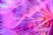 Colorful Pastel Background - vivid abstract dandelion flower