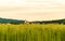 Colorful pastel sky overgreen cereal field in rural area