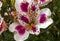 Colorful Patterns and Texture Detail of Alstromeria Flower