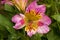 Colorful Patterns and Texture Detail of Alstromeria Flower