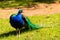 A colorful peacock.