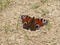 Colorful peacock butterfly in the forest