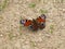 Colorful peacock butterfly in the forest