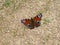 Colorful peacock butterfly in the forest