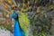 A colorful peacock does the wheel to seduce a female