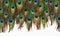 Colorful peacock feathers isolated