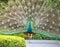 Colorful Peacock with Open Tail Feathers
