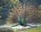 Colorful Peacock with Open Tail Feathers