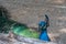 Colorful peacock resting on the ground.