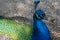 Colorful peacock resting on the ground.