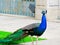 Colorful peacock in the royal Lazienki, Lazienki Park. Wasraw, Poland