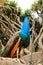 Colorful peacocks in a garden