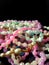 Colorful pearl jewellery in black background