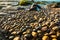 Colorful Pebbles Glittering in The Sunshine at A Rocky Beach