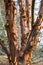 Colorful peeling bark on Himalayan birch