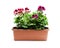 Colorful Pelargonium flowers in rectangular flowerpot isolated