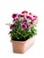 Colorful Pelargonium flowers in rectangular flowerpot isolated