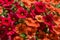 Colorful Pelargonium Geraniums Flowers