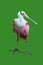 Colorful Pelican Isolated on Green