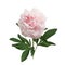 Colorful peonies isolated white in beautiful style. Pink fresh peonies. Spring summer wedding background.